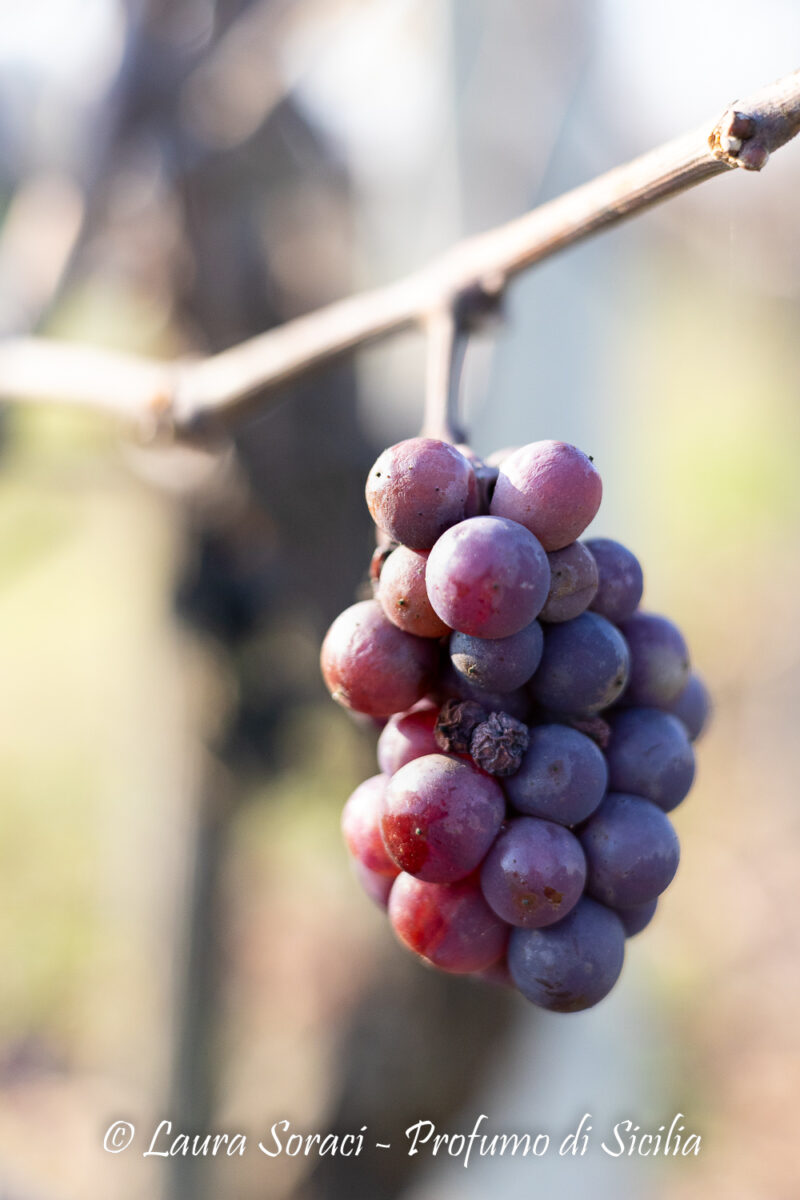 grappoli d'uva per la preparazione del mosto