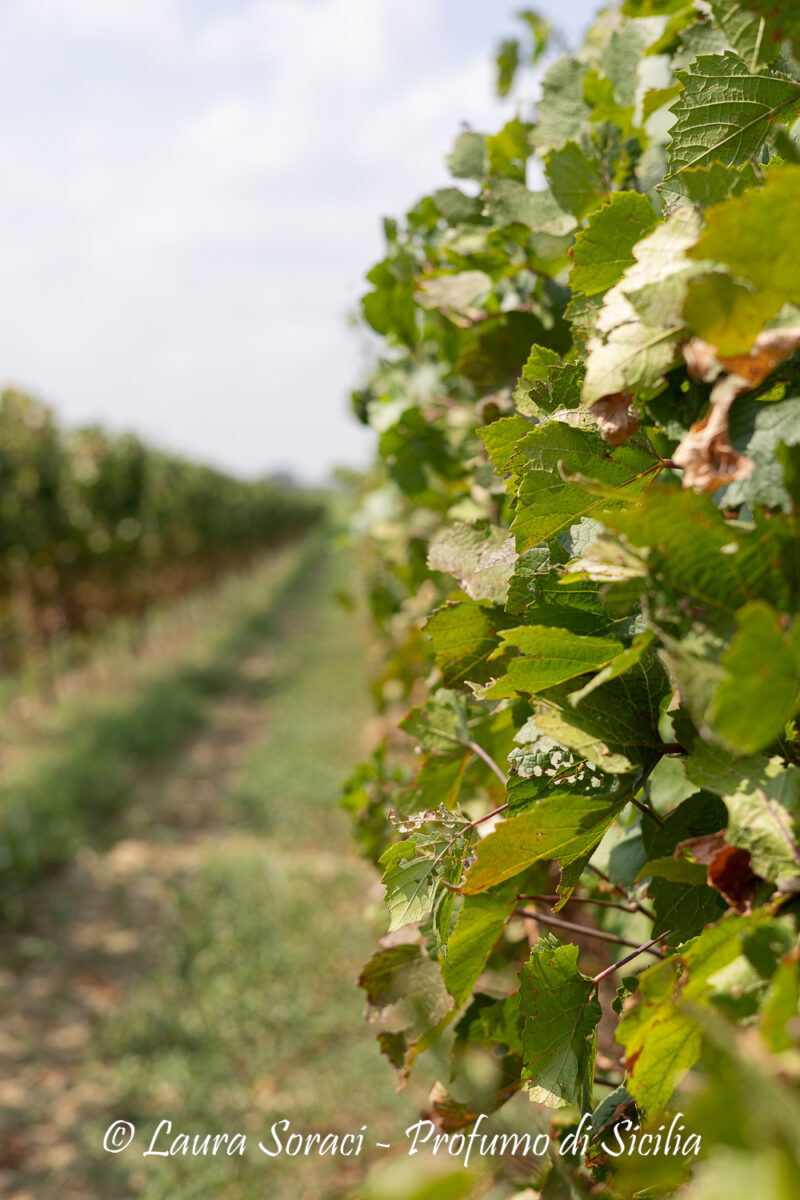 la vigna... da cui nasce l'uva che si trasforma in mosto e diventa vino e mostarda siciliana